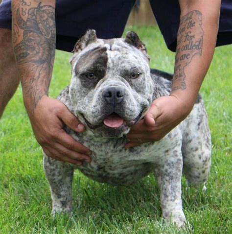 Southeast bully kennel. Things To Know About Southeast bully kennel. 